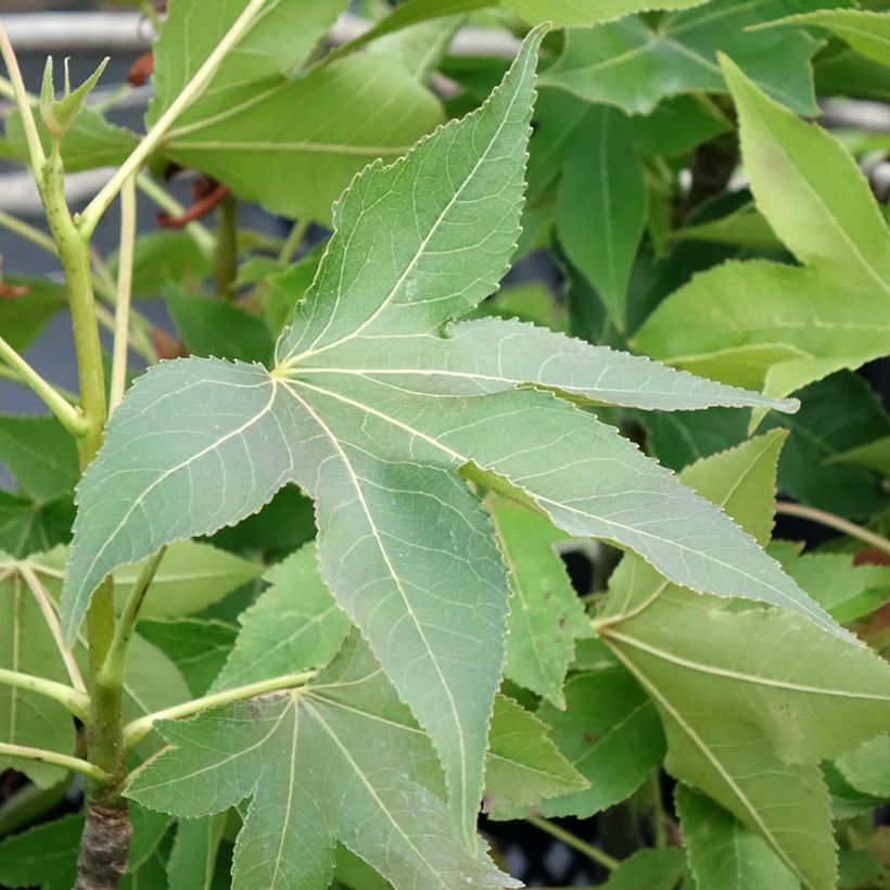 Liquidambar styraciflua Oakville Highlight - Copalme d'Amérique (Feuillage)