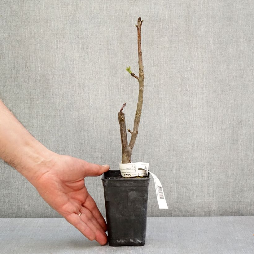 Spécimen de Liquidambar styraciflua Oakville Highlight - Copalme d'Amérique Pot de 1L/1,5L tel que livré au printemps