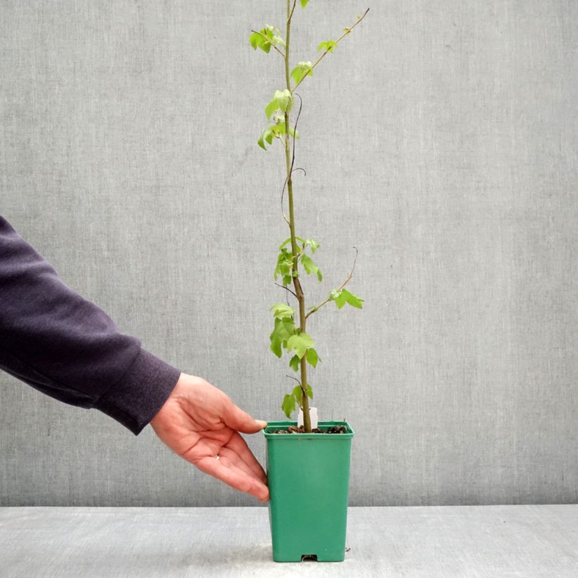 Spécimen de Liquidambar styraciflua Pot de 12 cm / 13 cm tel que livré au printemps