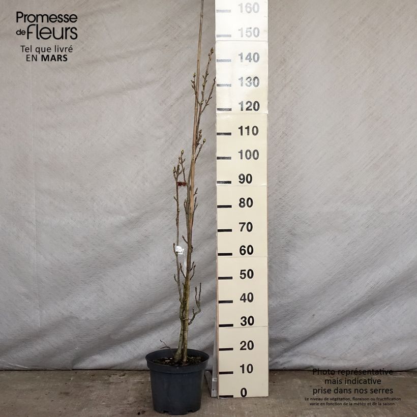 Example of Liquidambar styraciflua Slender Silhouette - Copalme d'Amérique Pot de 7,5L/10L as you get in printemps
