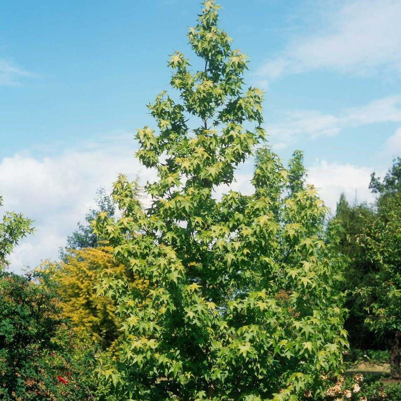 Liquidambar styraciflua Thea - Copalme d'Amérique (Port)