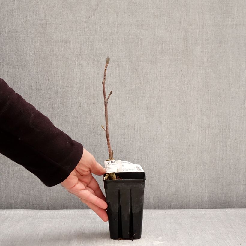 Example of Liriodendron tulipifera Emerald City - Tulipier de Virginie Pot de 1L/1,5L as you get in hiver