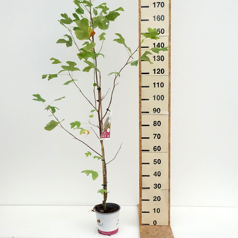 Spécimen de Liriodendron tulipifera Fastigiata - Tulipier de Virginie Pot de 4L/5L, Tige tel que livré en été