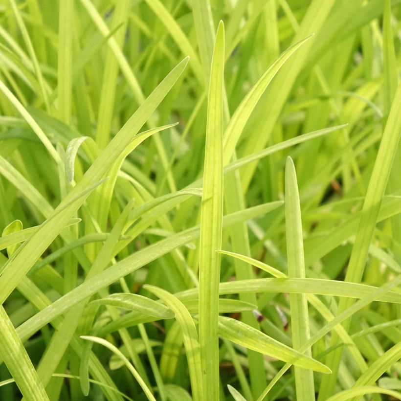 Liriope graminifolia var. densiflora (Feuillage)