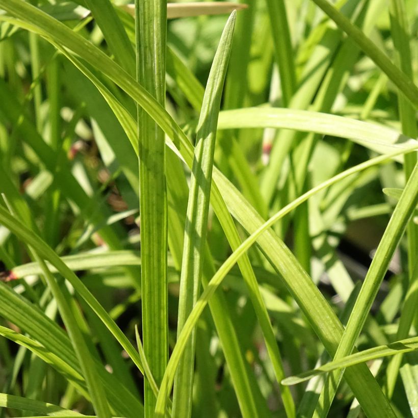 Liriope muscari Big Blue (Feuillage)