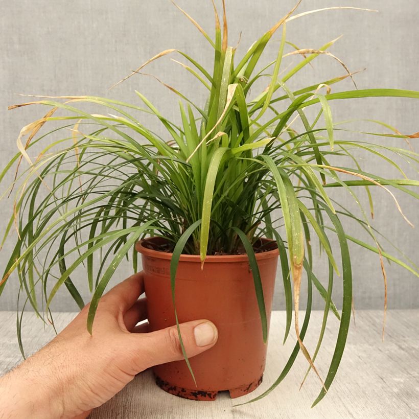 Spécimen de Liriope muscari Evergreen Giant Pot de 1L/1,5L tel que livré au printemps