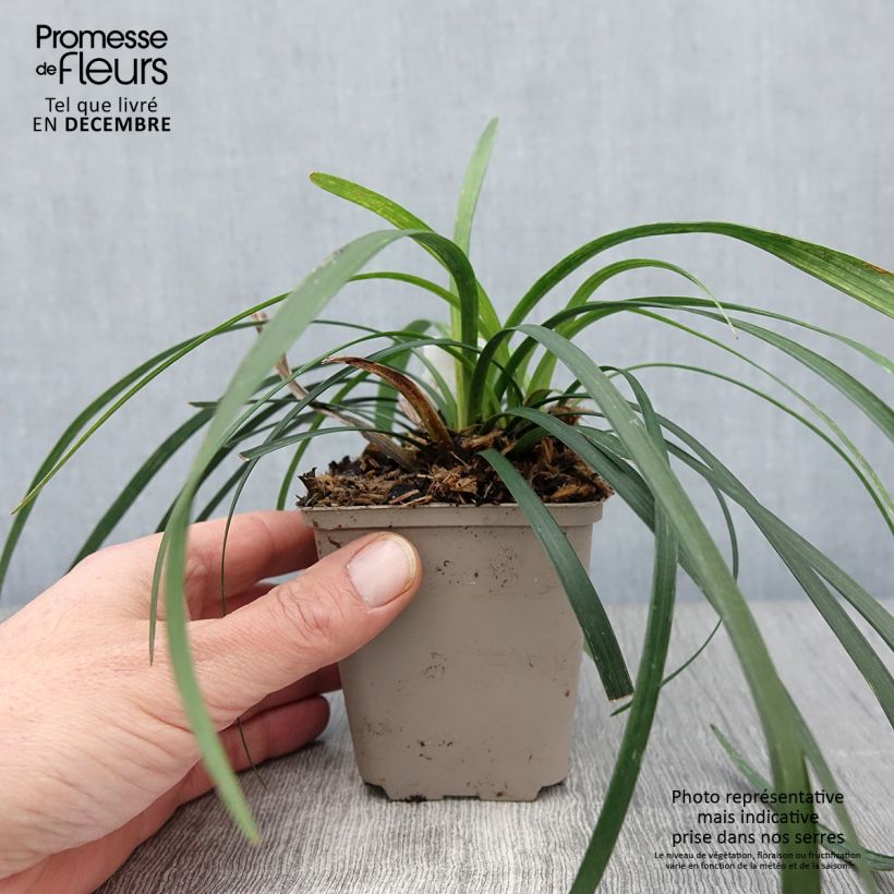 Spécimen de Liriope muscari Majestic Godet de 8/9 cm tel que livré en automne