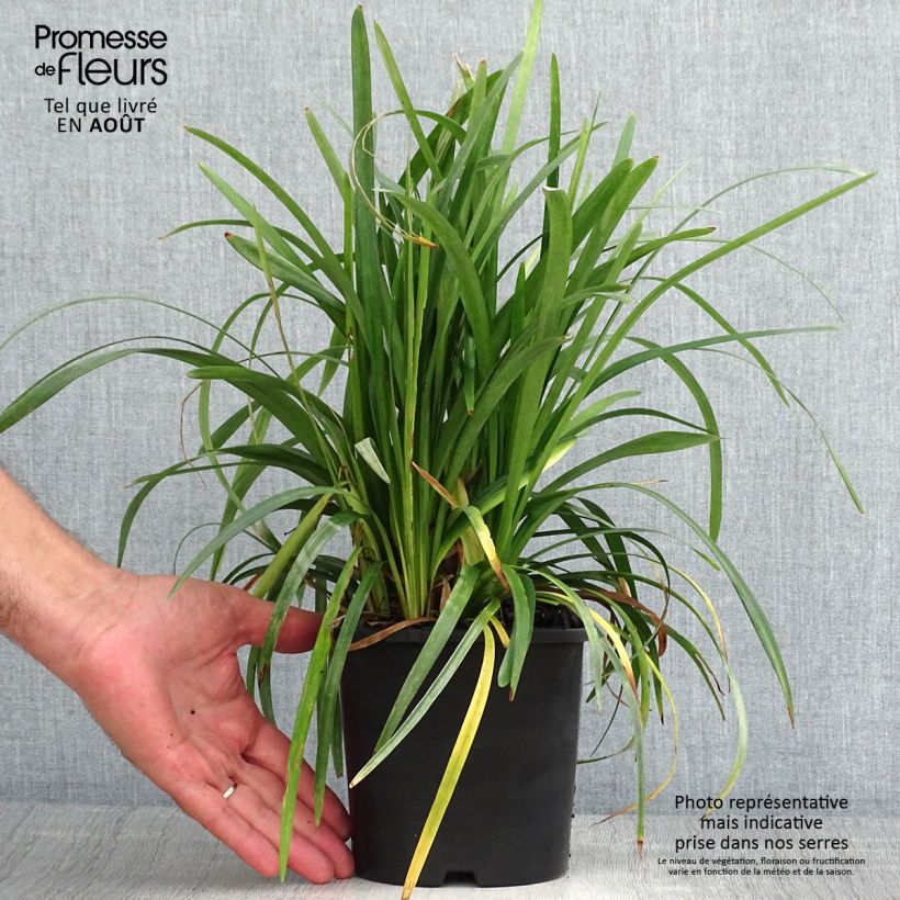 Spécimen de Liriope muscari Monroe White  Pot de 2L/3L tel que livré en été