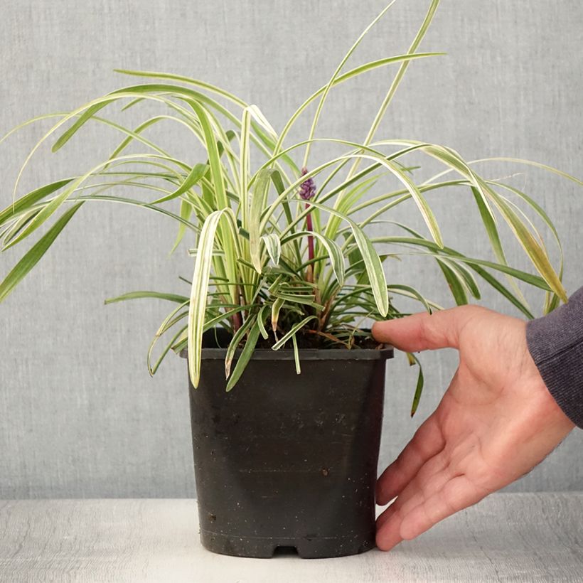 Spécimen de Liriope muscari Variegata Pot de 2L/3L tel que livré en été