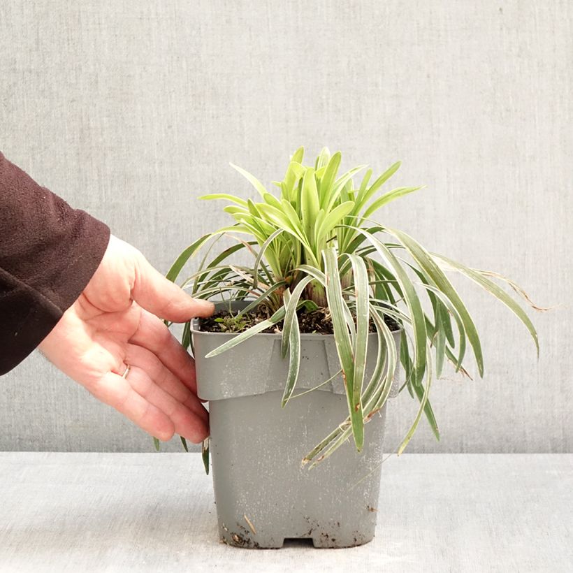 Spécimen de Liriope muscari Variegata Pot de 2L/3L tel que livré au printemps