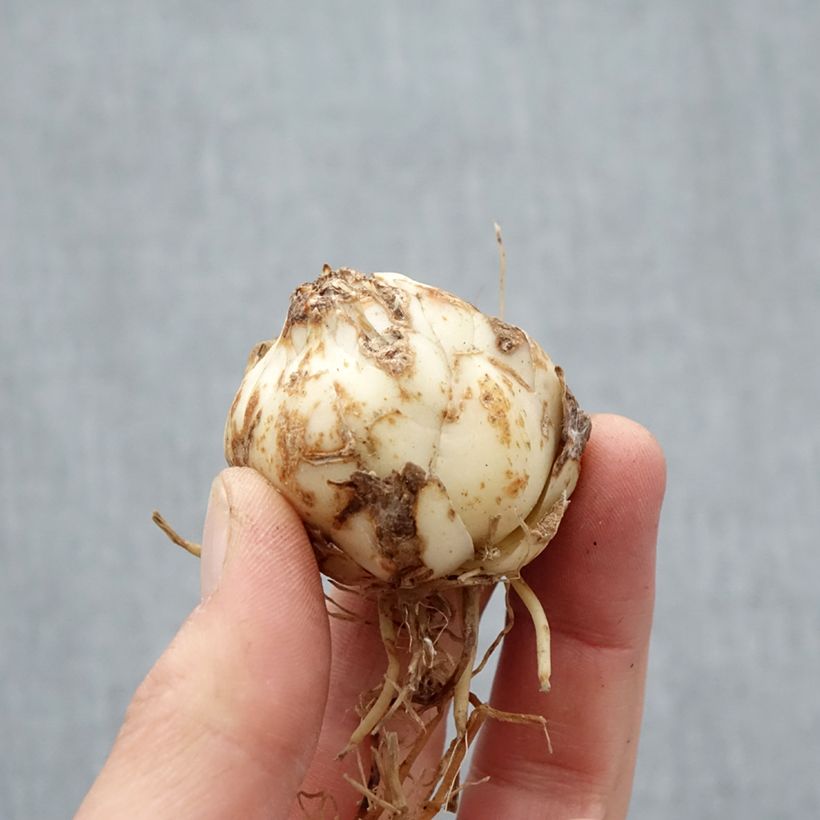 Spécimen de Lis asiatique Distant Drum Bulbe calibre 14+ tel que livré au printemps