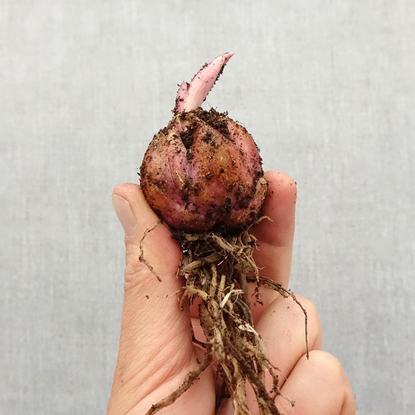 Spécimen de Lis asiatique double Elodie Bulbe calibre 14+ tel que livré au printemps