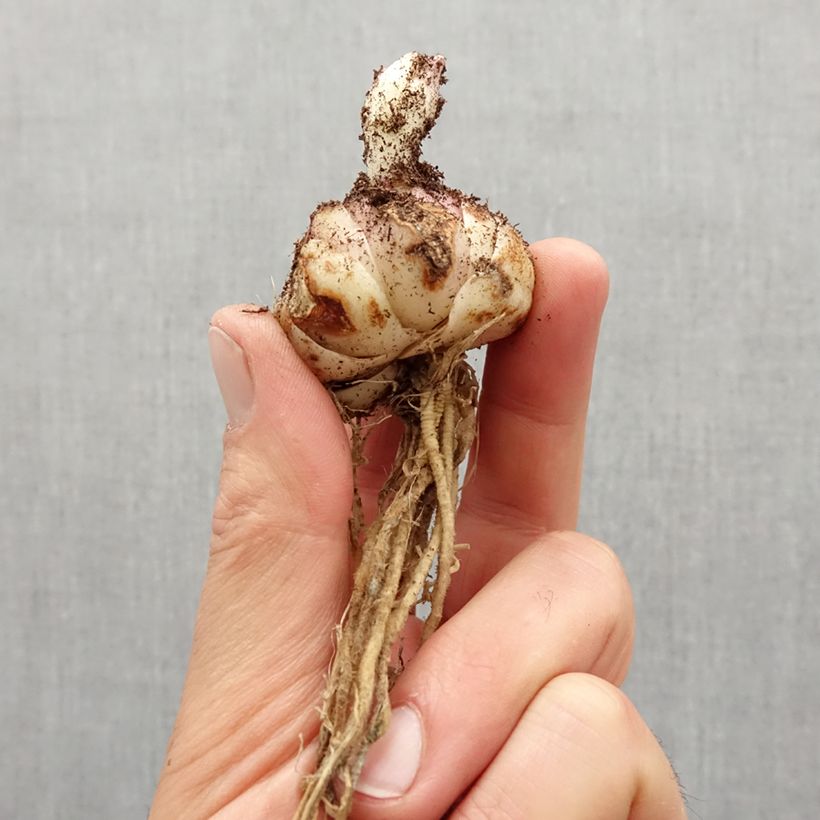 Spécimen de Lis asiatique double - Lilium Red Twin Bulbe calibre 16/18 tel que livré au printemps