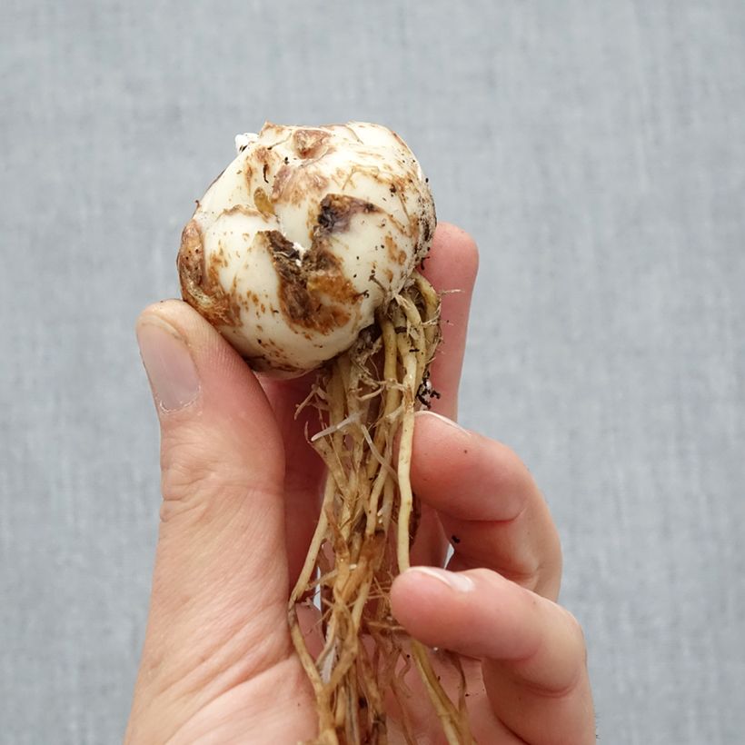 Spécimen de Lis asiatique hybride - Lilium Salmon Tiger Bulbe calibre 16/18 tel que livré au printemps