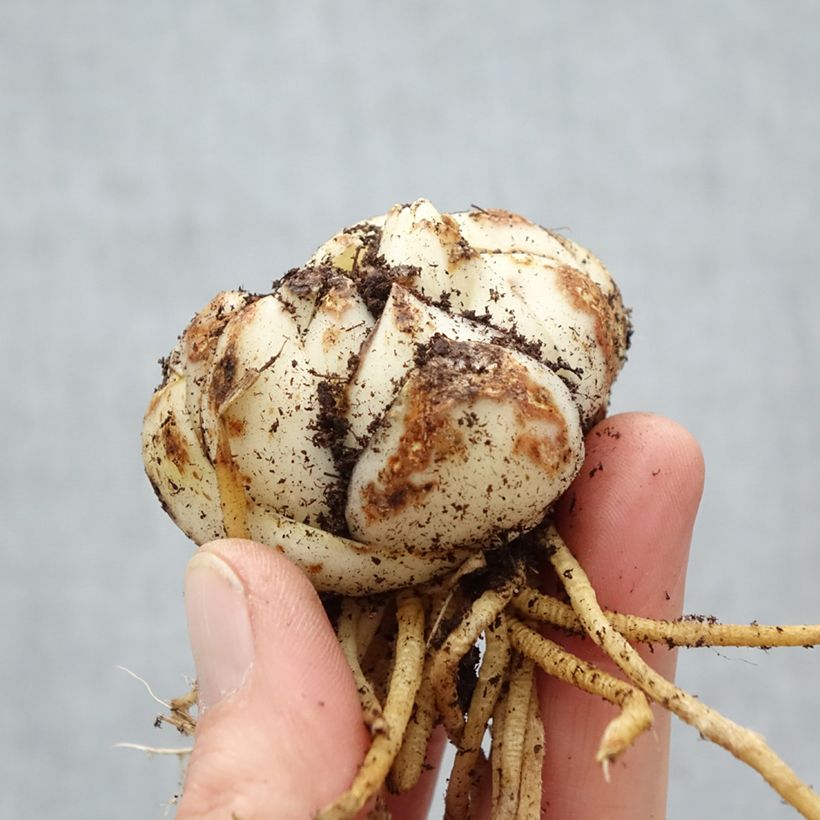 Spécimen de Lis asiatique Must See Bulbe calibre 16/18 tel que livré au printemps