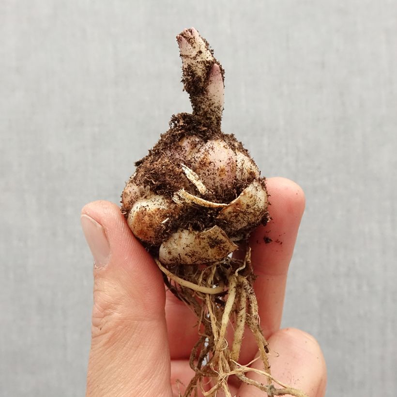 Spécimen de Lis asiatique Soft Music Bulbe calibre 14/16 tel que livré au printemps