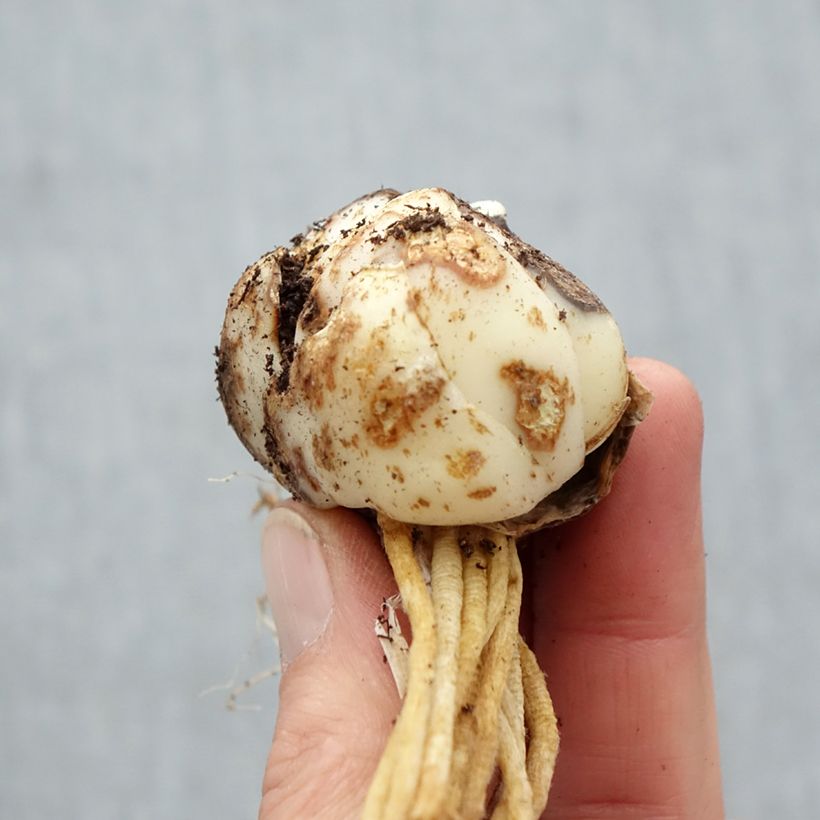 Spécimen de Lis asiatique Tebaldi Bulbe calibre 14+ tel que livré au printemps