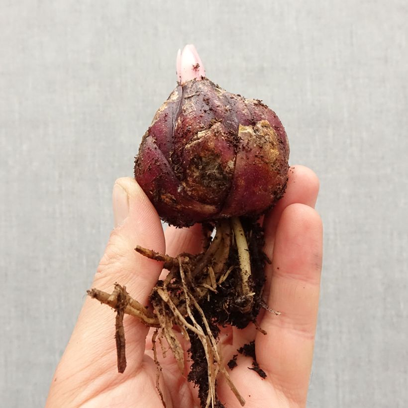 Spécimen de Lis botanique henryi Bulbe calibre 18/20 tel que livré au printemps