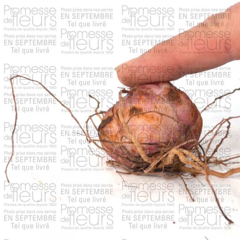 Exemple de spécimen de Lis botanique - Lilium leichtlinii Bulbe calibre 14/16 tel que livré