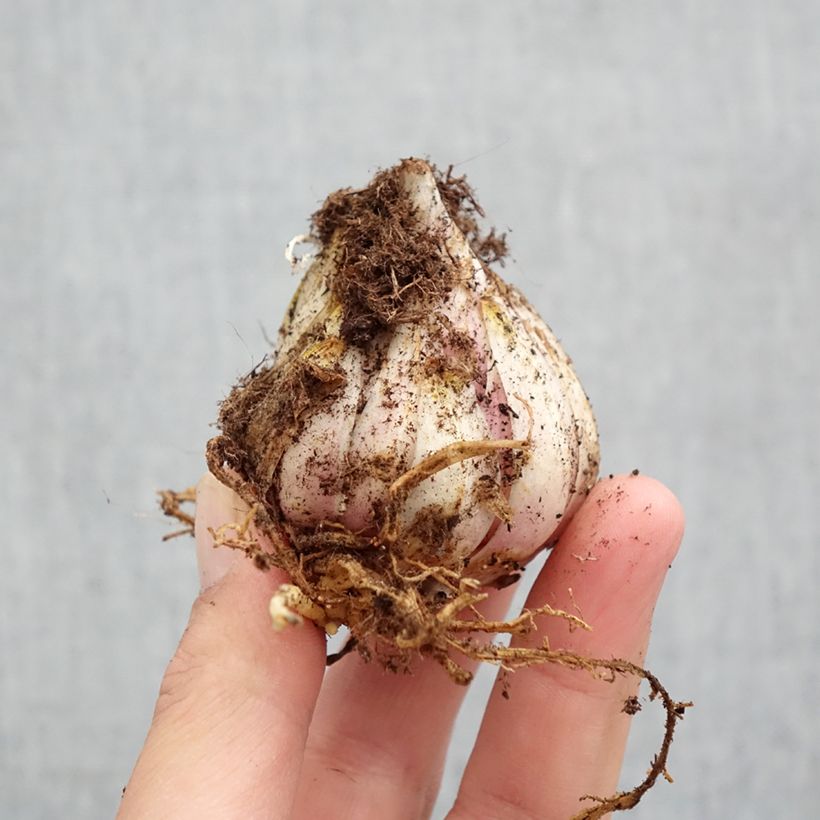 Spécimen de Lis candidum ou Lis de la Vierge Bulbe calibre 18/20 tel que livré au printemps