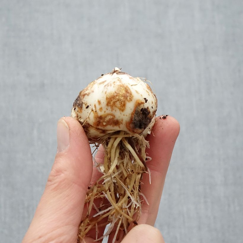 Spécimen de Lis hybride asiatique - Lilium Purple Eye Bulbe calibre 16/18 tel que livré au printemps