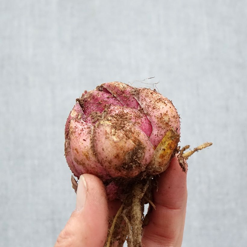 Spécimen de Lis hybride Bastogne (Oriental/Trompette) Bulbe calibre 18/20 tel que livré au printemps