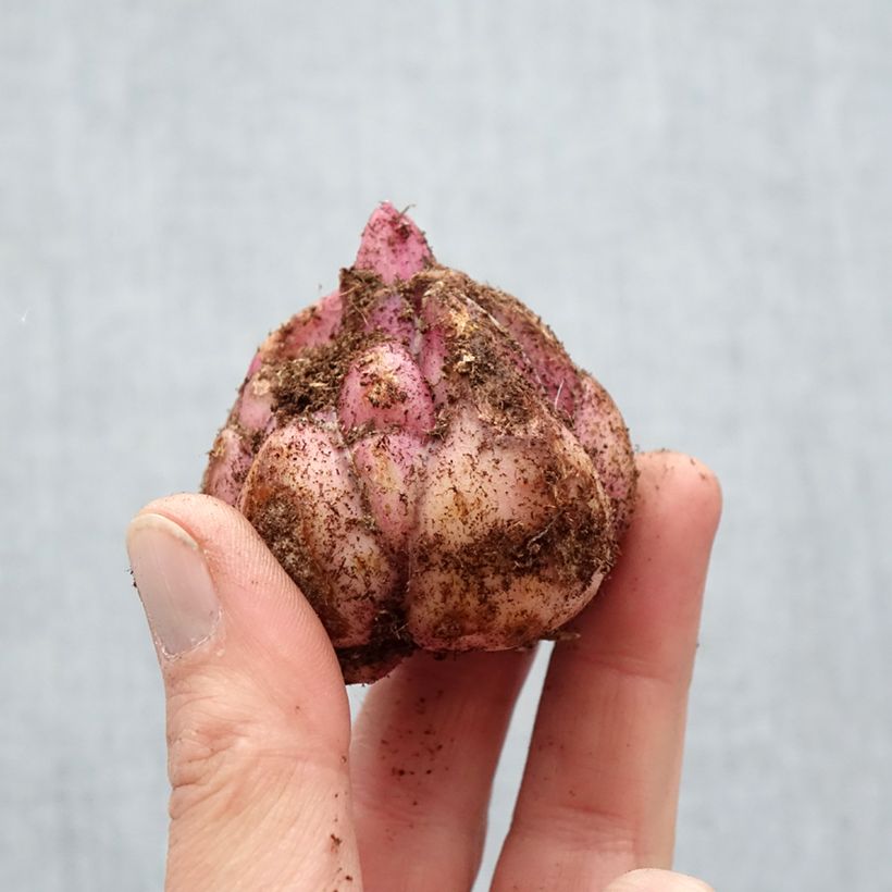 Spécimen de Lis hybride Candy Club (Oriental/Trompette) Bulbe calibre 18/20 tel que livré au printemps