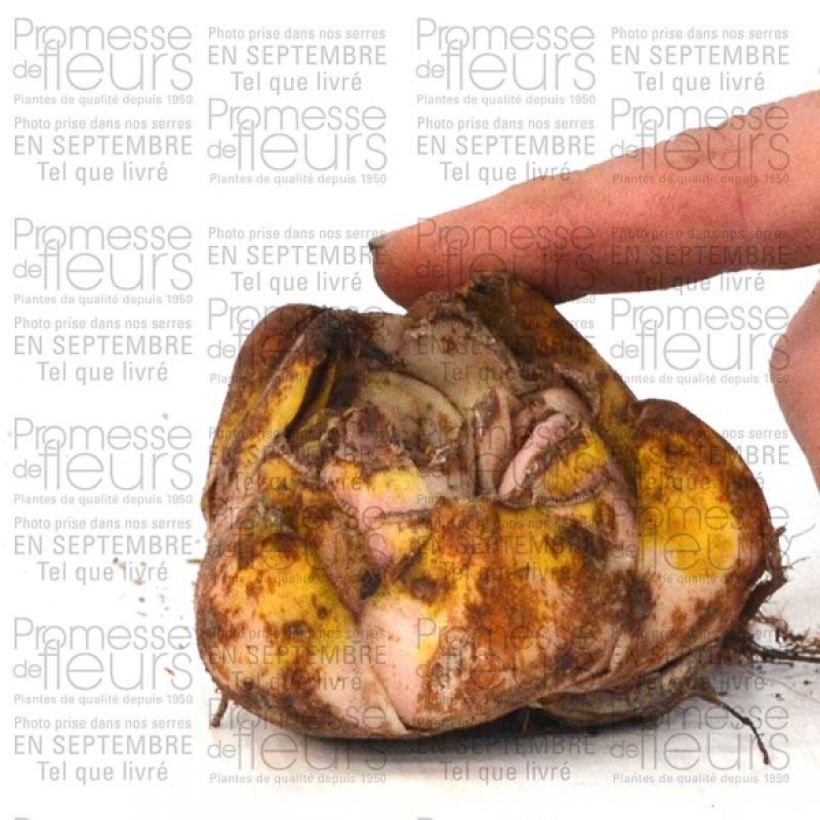 Exemple de spécimen de Lis hybride oriental - Lilium Casablanca  Bulbe size 16/18 tel que livré