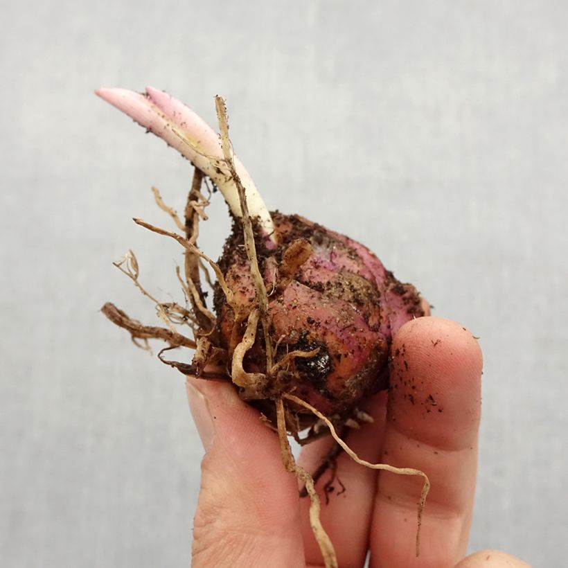 Spécimen de Lis hybride de henryi - Lilium Lady Alice Bulbe calibre 16/18 tel que livré au printemps