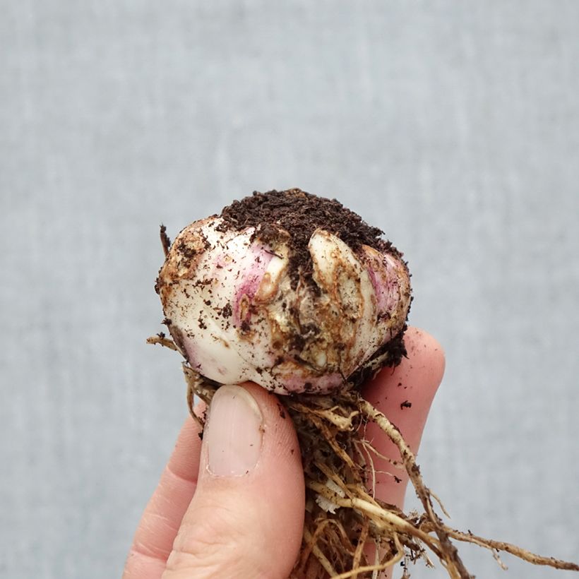 Spécimen de Lis hybride Forehand Butterfly Angel Bulbe calibre 16/18 tel que livré au printemps