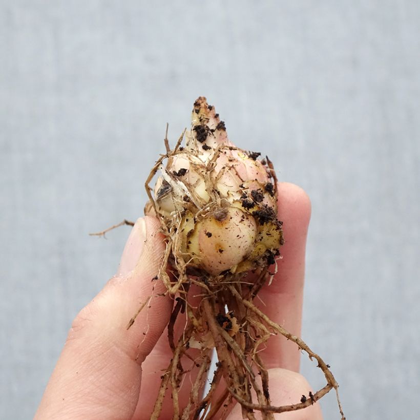 Spécimen de Lis hybride Médusa Bulbe calibre 16 tel que livré au printemps