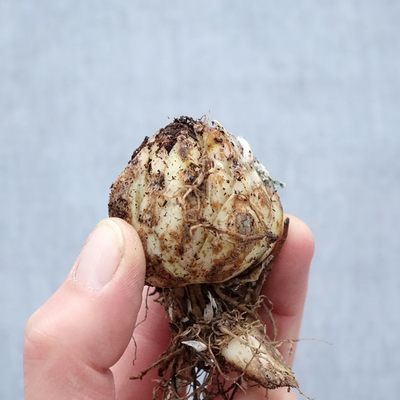 Spécimen de Lis hybride oriental - Lilium x speciosum Black Beauty - Bulbe calibre 14/16 tel que livré au printemps