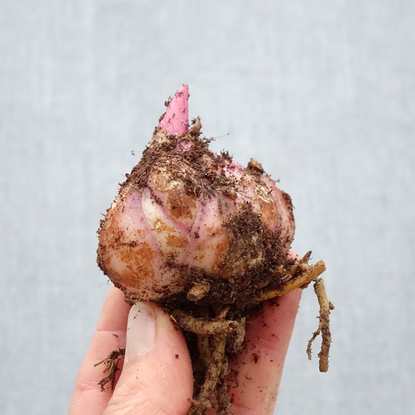 Spécimen de Lis hybride oriental Red Desire Bulbe calibre 18/20 tel que livré au printemps