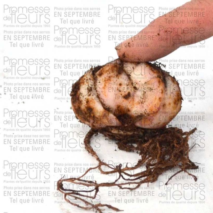 Exemple de spécimen de Lis hybride Pink Flavour Bulbe calibre 20+ tel que livré