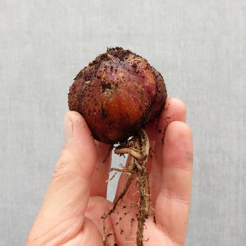 Spécimen de Lis hybride Robert Swanson Bulbe calibre 16 tel que livré au printemps