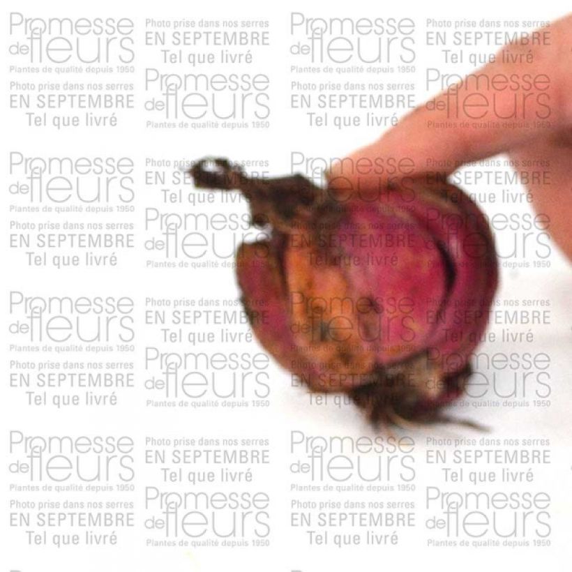 Exemple de spécimen de Lis oriental blanc - Lilium speciosum var. album Bulbe calibre 16+ tel que livré