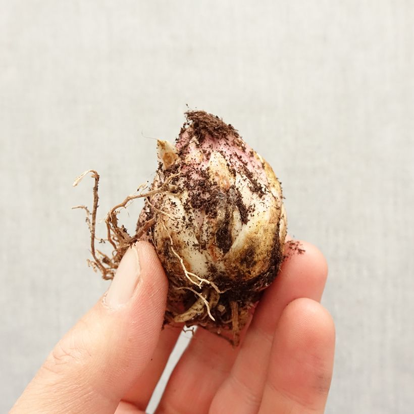 Spécimen de Lis martagon Arabian Night Bulbe calibre 12+ tel que livré au printemps