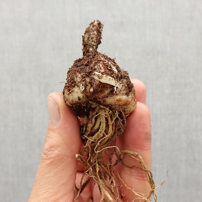 Spécimen de Lis martagon Claude Shride Bulbe calibre 14/16 tel que livré au printemps