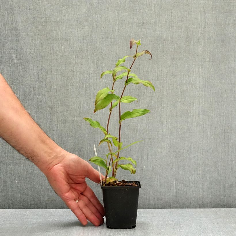 Spécimen de Lis Orchidée - Tricyrtis hirta Raspberry Mousse Godet de 8/9 cm tel que livré en été