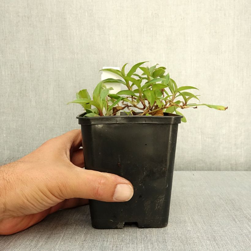 Spécimen de Lis orchidée - Tricyrtis hirta Taiwan Abdane Pot de 1,5L/2L tel que livré en été