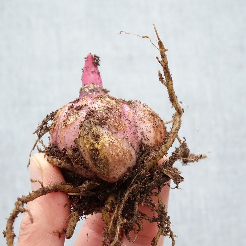 Spécimen de Lis oriental Big Smile Bulbe calibre 18/20 tel que livré au printemps