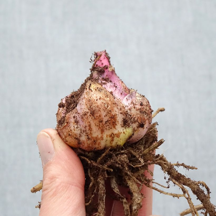 Spécimen de Lis oriental Captain Tricolor Bulbe calibre 18/20 tel que livré au printemps