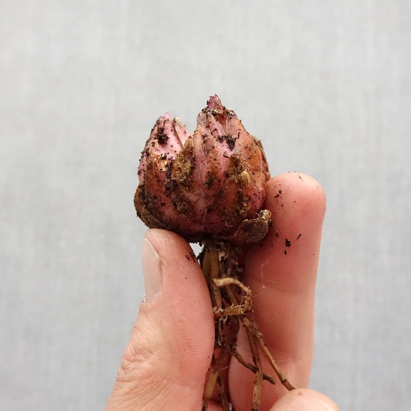 Example of Lis oriental double - Lilium Magic Star Bulbe calibre 14/16 as you get in printemps