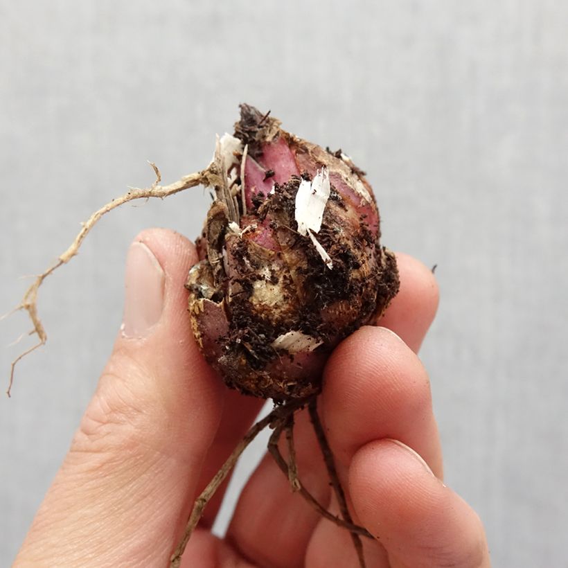 Example of Lis oriental Garden Party Bulbe calibre 14/16 as you get in printemps