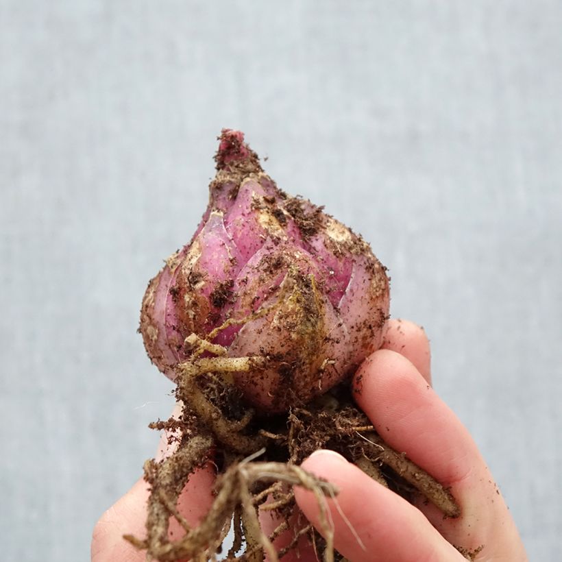 Spécimen de Lis oriental Lodi Bulbe calibre 18/20 tel que livré au printemps