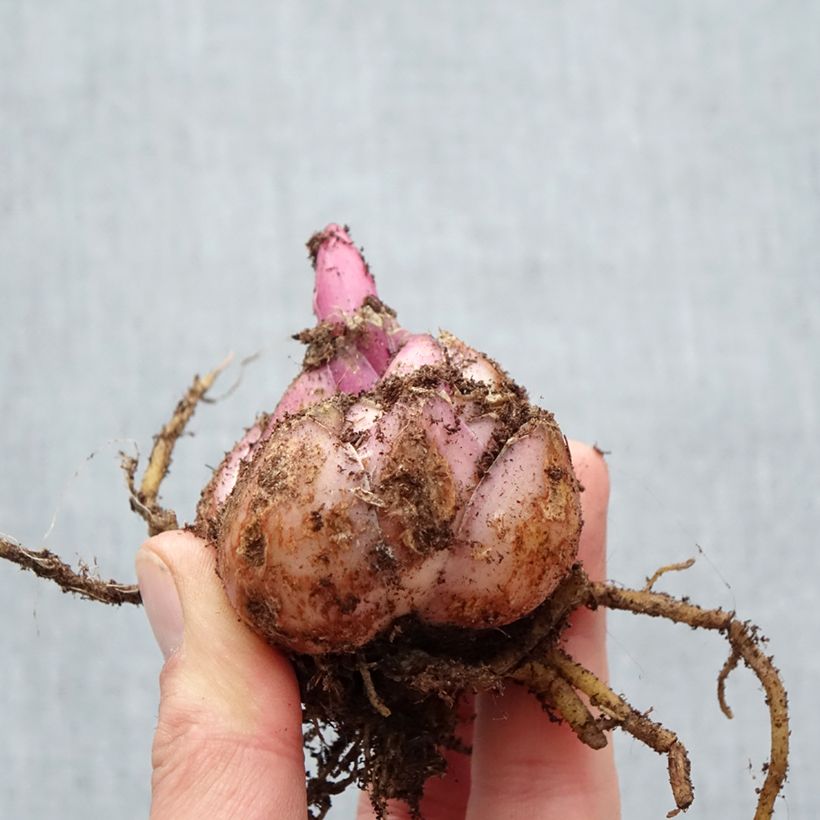 Spécimen de Lis oriental Premium Blond Bulbe calibre 18/20 tel que livré au printemps