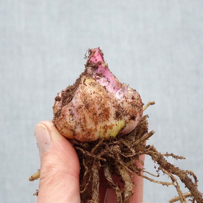 Spécimen de Lis oriental Roselily Mikaela Bulbe calibre 17/19 tel que livré au printemps