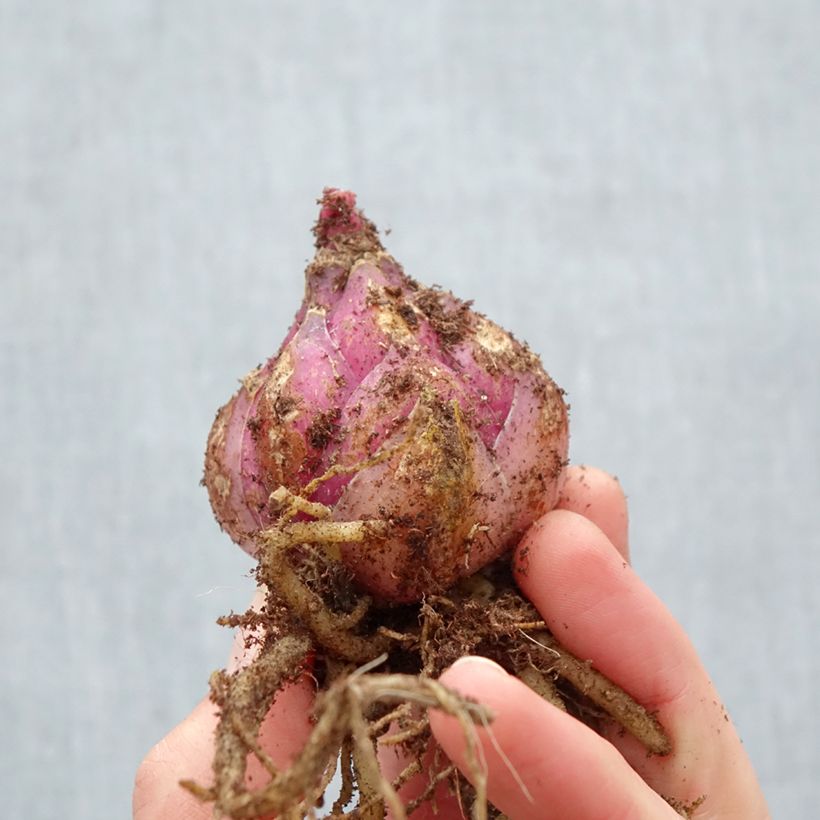 Spécimen de Lis oriental Roselily Viola Bulbe calibre 17/19 tel que livré au printemps