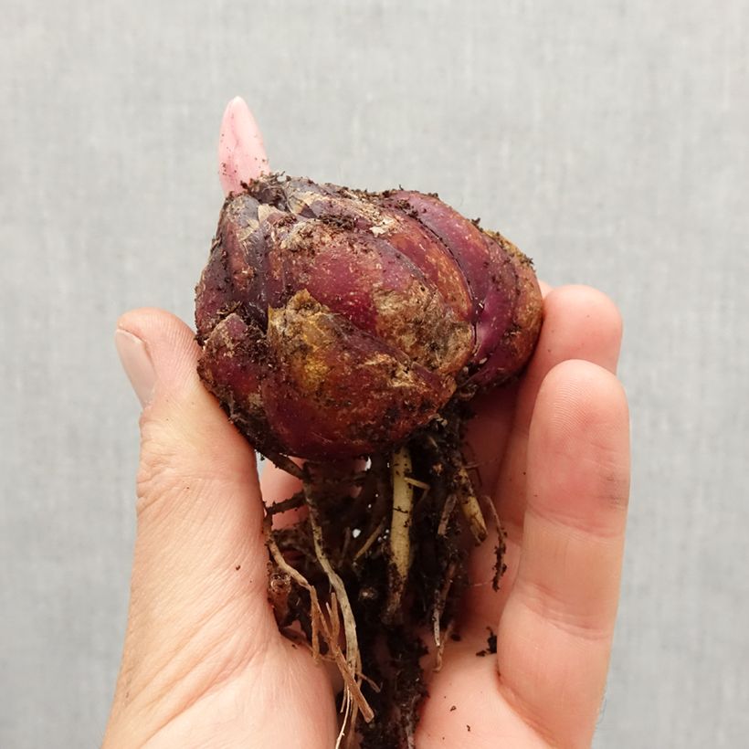 Spécimen de Lis orientaux en mélange Bulbe calibre 18/20 tel que livré au printemps