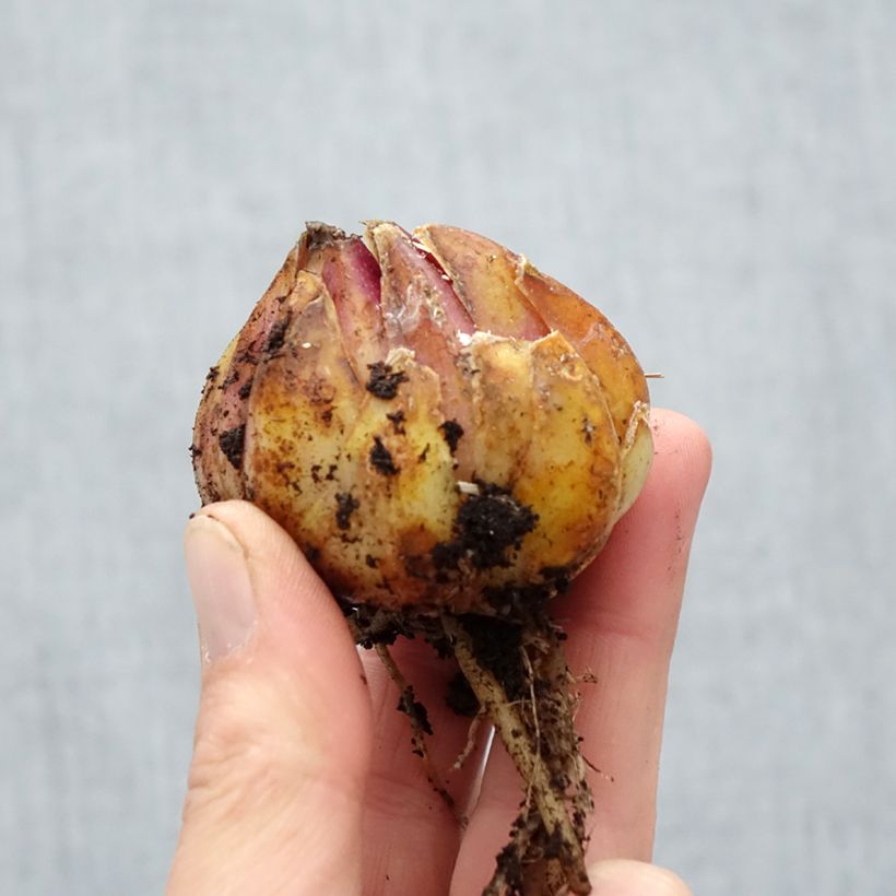 Spécimen de Lis royal blanc - Lilium regale Album Bulbe calibre 16/18 tel que livré au printemps